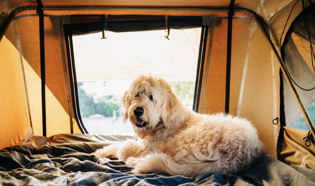 A dog laying in a camping tent